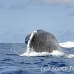 whale_humpback_h_00391_dom2438.jpg